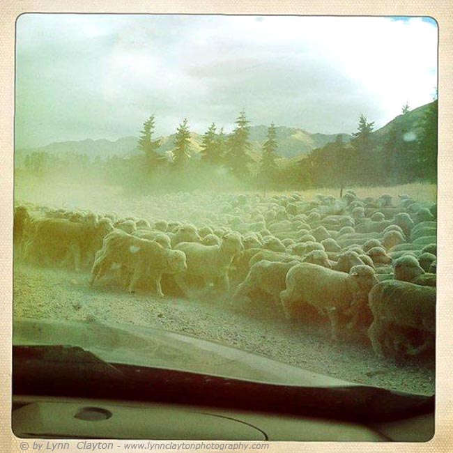 Roadside Merino sheep